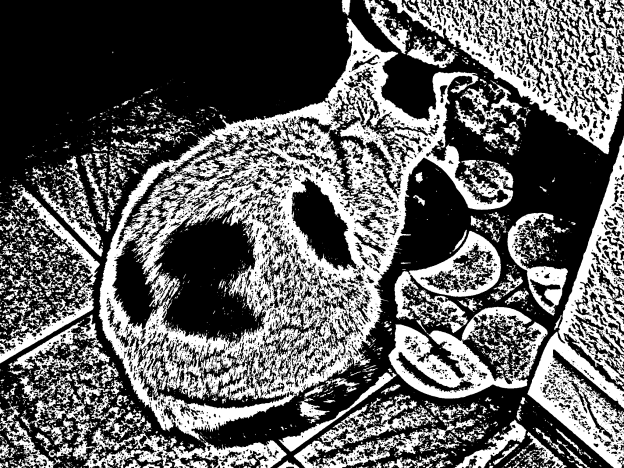 Katze